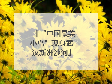 “中国最美小鸟”现身武汉新洲沙河