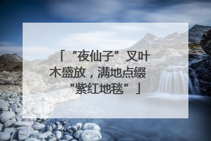 “夜仙子”叉叶木盛放，满地点缀“紫红地毯”
