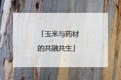 玉米与药材的共融共生