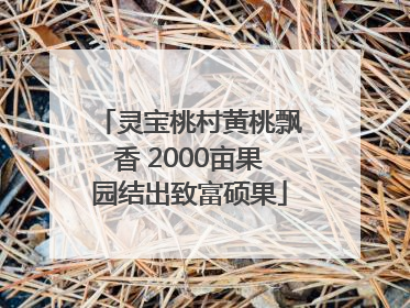 灵宝桃村黄桃飘香 2000亩果园结出致富硕果