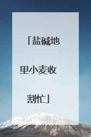 盐碱地里小麦收割忙