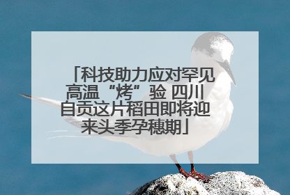 科技助力应对罕见高温“烤”验 四川自贡这片稻田即将迎来头季孕穗期