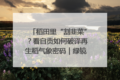 稻田里“割韭菜”？看自贡如何破译再生稻气象密码｜绿镜头·发现中国