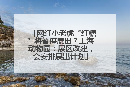 网红小老虎“红糖”将暂停展出？上海动物园：展区改建，会安排展出计划