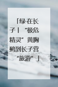 绿·在长子丨“极危精灵”黄胸鹀到长子营“旅游”