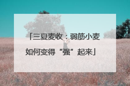 三夏麦收：弱筋小麦如何变得“强”起来