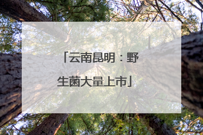云南昆明：野生菌大量上市