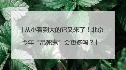 从小看到大的它又来了！北京今年“吊死鬼”会更多吗？