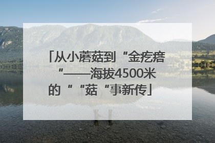 从小蘑菇到“金疙瘩“——海拔4500米的““菇“事新传