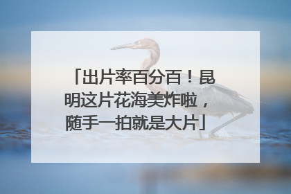 出片率百分百！昆明这片花海美炸啦，随手一拍就是大片
