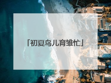 初夏鸟儿育雏忙