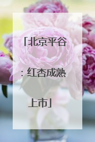 北京平谷：红杏成熟上市
