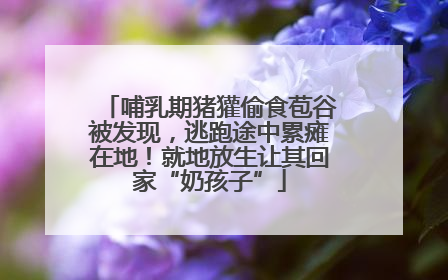哺乳期猪獾偷食苞谷被发现，逃跑途中累瘫在地！就地放生让其回家“奶孩子”
