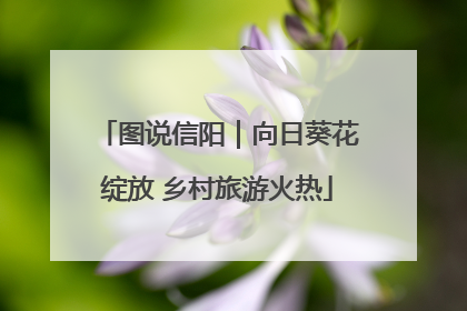 图说信阳｜向日葵花绽放 乡村旅游火热