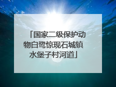 国家二级保护动物白鹭惊现石城镇水堡子村河道