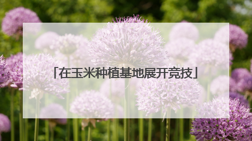 在玉米种植基地展开竞技