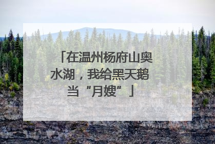 在温州杨府山奥水湖，我给黑天鹅当“月嫂”