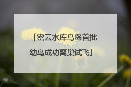 密云水库鸟岛首批幼鸟成功离巢试飞