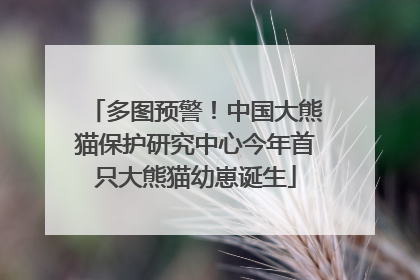 多图预警！中国大熊猫保护研究中心今年首只大熊猫幼崽诞生