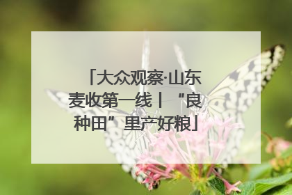 大众观察·山东麦收第一线丨“良种田”里产好粮