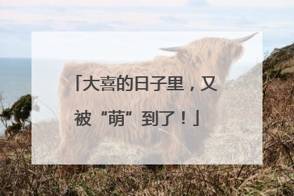 大喜的日子里，又被“萌”到了！
