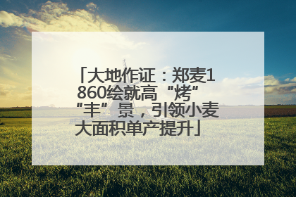 大地作证：郑麦1860绘就高“烤”“丰”景，引领小麦大面积单产提升