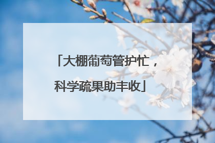 大棚葡萄管护忙，科学疏果助丰收