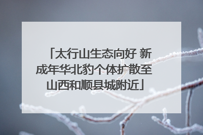 太行山生态向好 新成年华北豹个体扩散至山西和顺县城附近