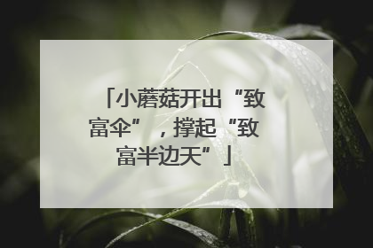 小蘑菇开出“致富伞”，撑起“致富半边天”