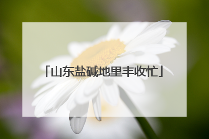 山东盐碱地里丰收忙