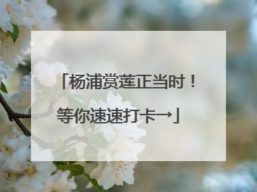 杨浦赏莲正当时！等你速速打卡→
