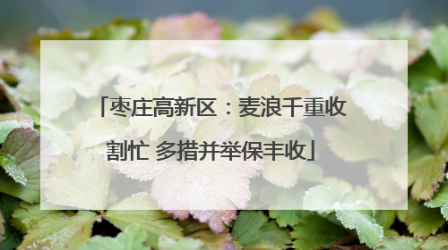 枣庄高新区：麦浪千重收割忙 多措并举保丰收