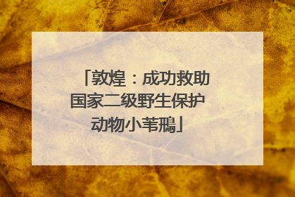 敦煌：成功救助国家二级野生保护动物小苇鳽