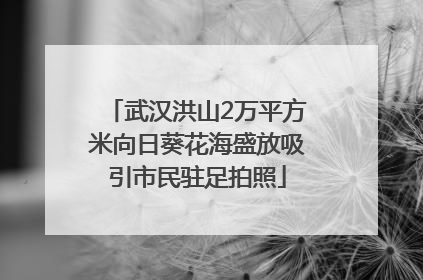 武汉洪山2万平方米向日葵花海盛放吸引市民驻足拍照