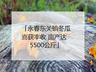 永春东关镇冬瓜喜获丰收 亩产达5500公斤