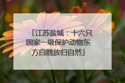 江苏盐城：十六只国家一级保护动物东方白鹳放归自然