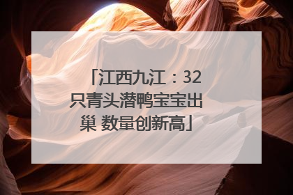 江西九江：32只青头潜鸭宝宝出巢 数量创新高
