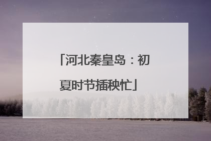 河北秦皇岛：初夏时节插秧忙