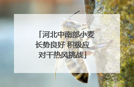 河北中南部小麦长势良好 积极应对干热风挑战