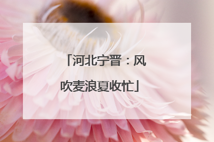 河北宁晋：风吹麦浪夏收忙