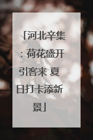 河北辛集：荷花盛开引客来 夏日打卡添新景