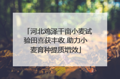 河北鸡泽千亩小麦试验田喜获丰收 助力小麦育种提质增效