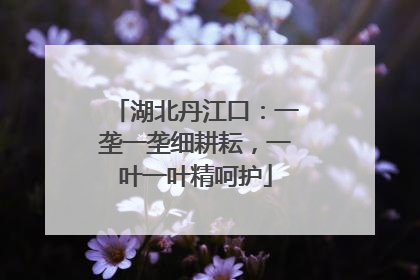 湖北丹江口：一垄一垄细耕耘，一叶一叶精呵护