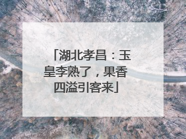 湖北孝昌：玉皇李熟了，果香四溢引客来
