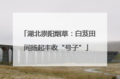 湖北崇阳烟草：白芨田间扬起丰收“号子”