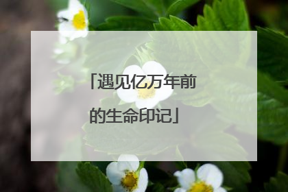 遇见亿万年前的生命印记