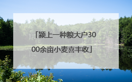 颍上一种粮大户3000余亩小麦喜丰收