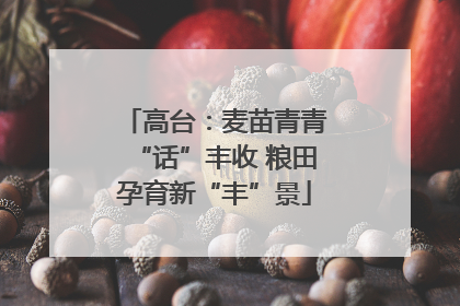 高台：麦苗青青“话”丰收 粮田孕育新“丰”景