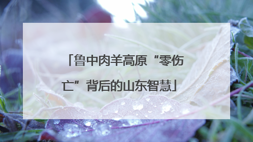 鲁中肉羊高原“零伤亡”背后的山东智慧