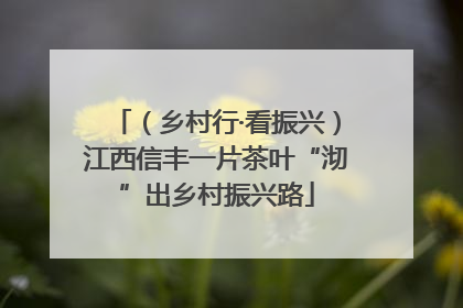 （乡村行·看振兴）江西信丰一片茶叶“沏”出乡村振兴路